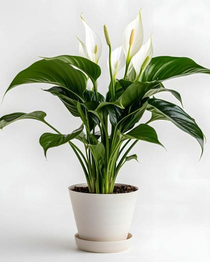 Peace Lily in Ceramic Pot (Subscription)